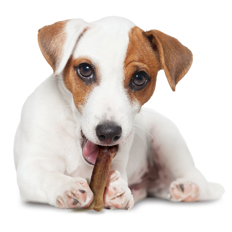 NYLABONE® Healthy Edibles Longer Lasting Bacon - Regular