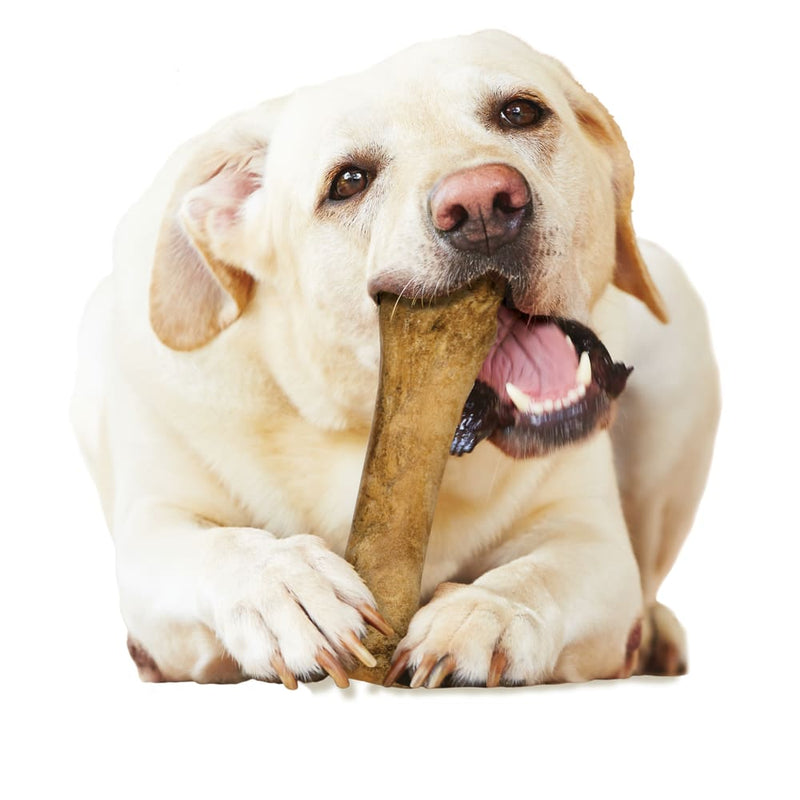NYLABONE® Healthy Edibles Longer Lasting Bacon - Souper