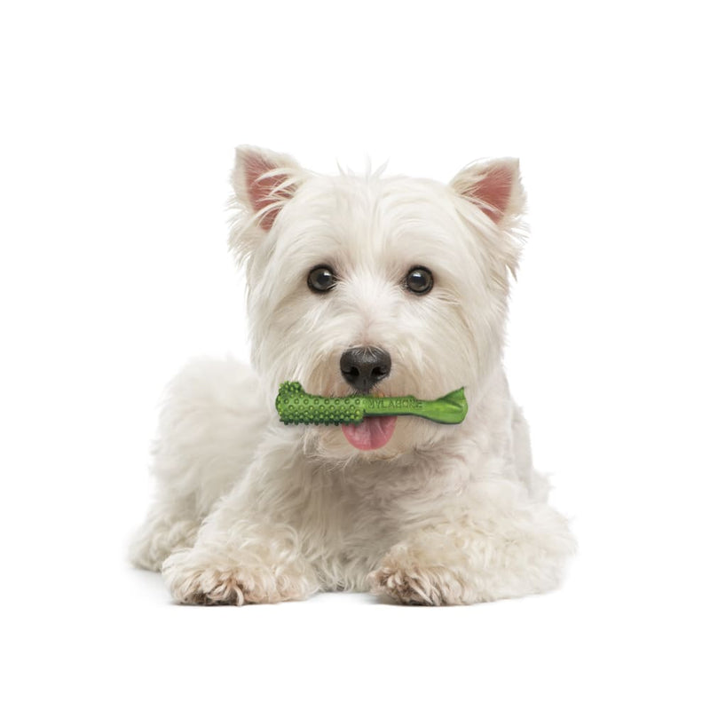 NYLABONE® Nutri Dent® Freshens Breath - Small