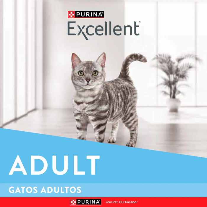 Excellent Gatos Adultos