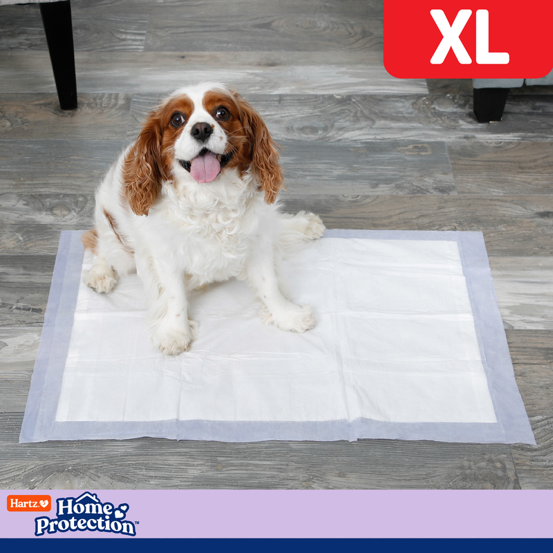 Hartz® Home Protection® XL Odor Eliminating Dog Pads - Lavanda