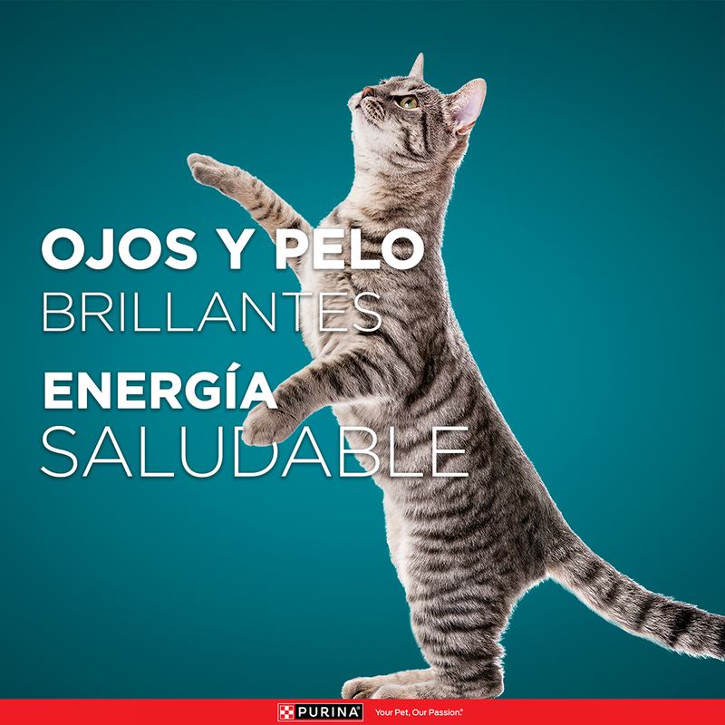 Purina ONE® Super nutrientes purina one gatos esterilizados de carne