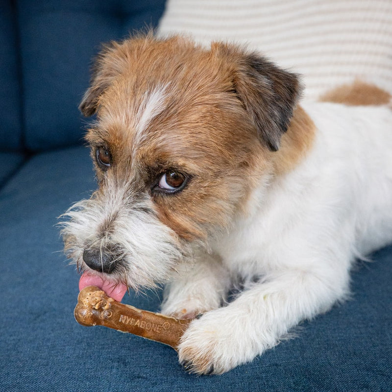 NYLABONE® Healthy Edibles Longer Lasting Bacon - Petite