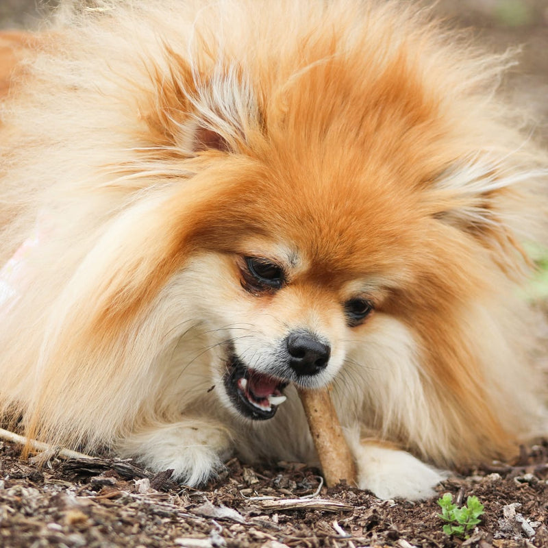 NYLABONE® Healthy Edibles Longer Lasting Bacon - Petite