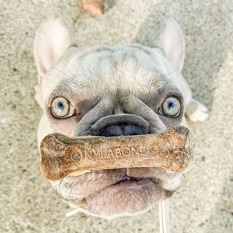 NYLABONE® Healthy Edibles Longer Lasting Roast Beef - Wolf