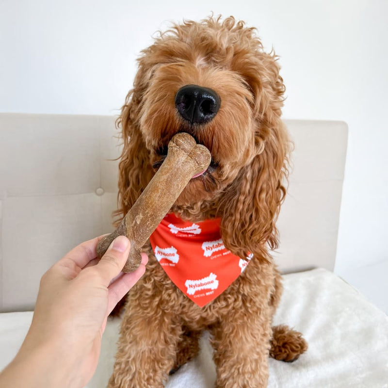 NYLABONE® Healthy Edibles Longer Lasting Roast Beef - Wolf