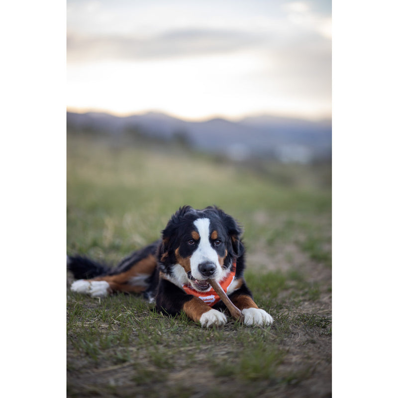 NYLABONE® Healthy Edibles Longer Lasting Bacon - Souper