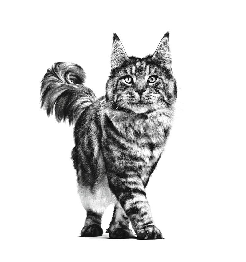 Veterinary Satiety Feline Wet